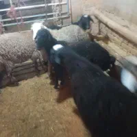 بره فروشی|حیوانات مزرعه|فرمهین, |دیوار