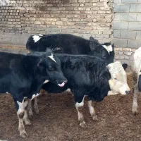 فروش 6راس گوساله نر .سیمنتال وهلشتاین