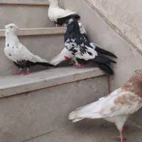 کبوتر پرنده