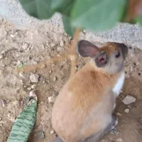 خرگوش نر وماده