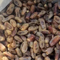 خرمای ضایعاتی