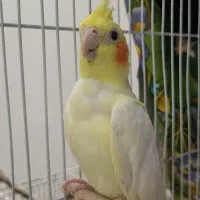 دو عدد عروس هلندی دستی