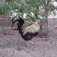 خروس و مرغ بومی