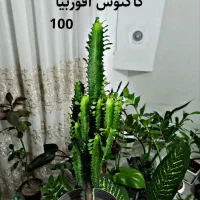 حراج واقعی گل و گیاه به علت کمبود جا|گل و گیاه طبیعی|قائن, |دیوار