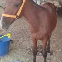 فروش کره اسب عربی ۱۰ ماه