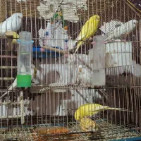 طوطی هلندی|پرنده|خرمشهر, |دیوار