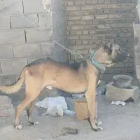 سگ سرابی اصیل معاوضه با عراقی یا کفتر|سگ|بهار, |دیوار