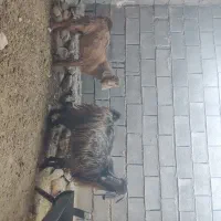 فروش بز کهره دار|حیوانات مزرعه|چرام, |دیوار