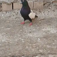 یک‌ نر‌ سینه‌ ایی