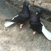 جفت زاغ دم سفید کمر بالا