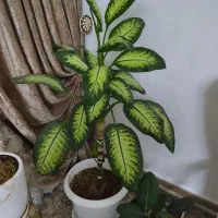 گل آپارتمانی