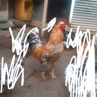 خروس گلین محلی اصیل