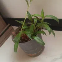 گل گهواره موسی و گل ناز