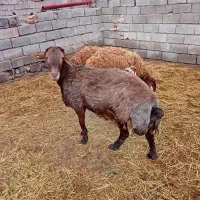 گوسفند هترو