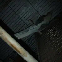 عروس هلندی|پرنده|تهران, شهرک رضویه|دیوار