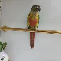 طوطی|پرنده|ری, دیلمان|دیوار