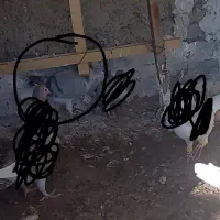 کبوتر گم شده الوند