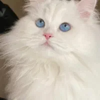 گربه برای جفت گیری