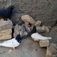 جفت سرسیاه کلاهی جفت سینه سیاه دوتا سورملقی|پرنده|کرمان, |دیوار