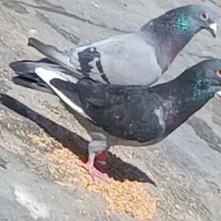کبوتر پلاکی