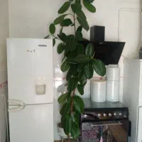 گل فیل گوش ۲ نیم متری زیبا