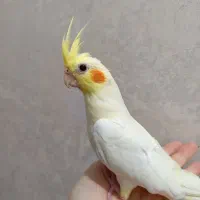 جوجه عروس هلندی دون خور یک ماه و نیم|پرنده|تهران, شکوفه|دیوار