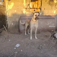 ماده سرابی فحل|سگ|قدس, شهرقدس|دیوار