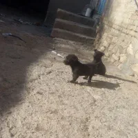 توله فیندو|سگ|قروه, |دیوار