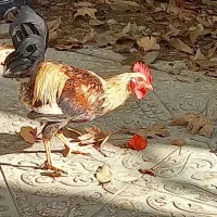 خروس محلی و نژاد دار