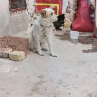 سگ سیتزو فروشی|سگ|ضیاء آباد, |دیوار