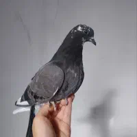 کبوتر تار کردم