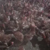 مرغ گلپایگان تخمگذار رسمی بومی محلی  خروس گوشتی|حیوانات مزرعه|تهران, صادقیه|دیوار