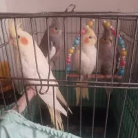 عروس هلندی ۲ ماهه