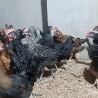 جوجه خروس محلی