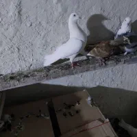 نروماده پرشی