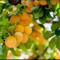 معجزه ی رشد تمام محصولات کشاورزی