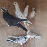 کبوترگرفتنی|پرنده|قم, کیوانفر|دیوار