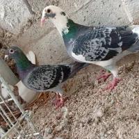 جفت کبوتر پلاکی.