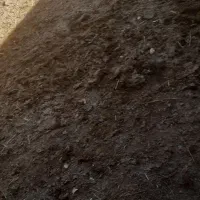 گاو|حیوانات مزرعه|بستان آباد, |دیوار