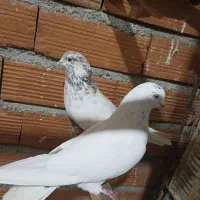کبوتر برای فروش