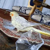 پرنده گمشده