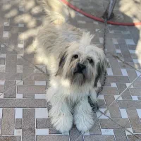 سگ شیتزو تریر ماده