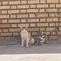 گربه