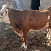 گاو سیمینتال نژاد اصیل