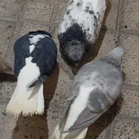 چهار عدد کبوتر خوب|پرنده|مشکین‌دشت, |دیوار