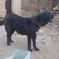 ماده قدرجونی