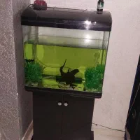 آکواریوم|ماهی|هشتگرد, فاز ۳ مهستان|دیوار