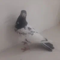 کبوتر پاکستانی تیدی