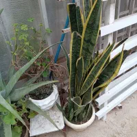 گل سانسوریا لب طلایی