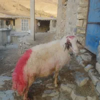 قوچ سنجابی|حیوانات مزرعه|شیروان (لرستان), |دیوار